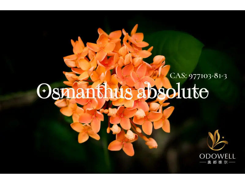 Osmanthus Absolute - ODOWELL ची नैसर्गिक स्वाक्षरी मोहक ओरिएंटल फुलांसाठी